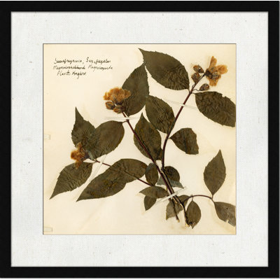 Pressed Botanical " Pressed Botanical 1 " Painting Print