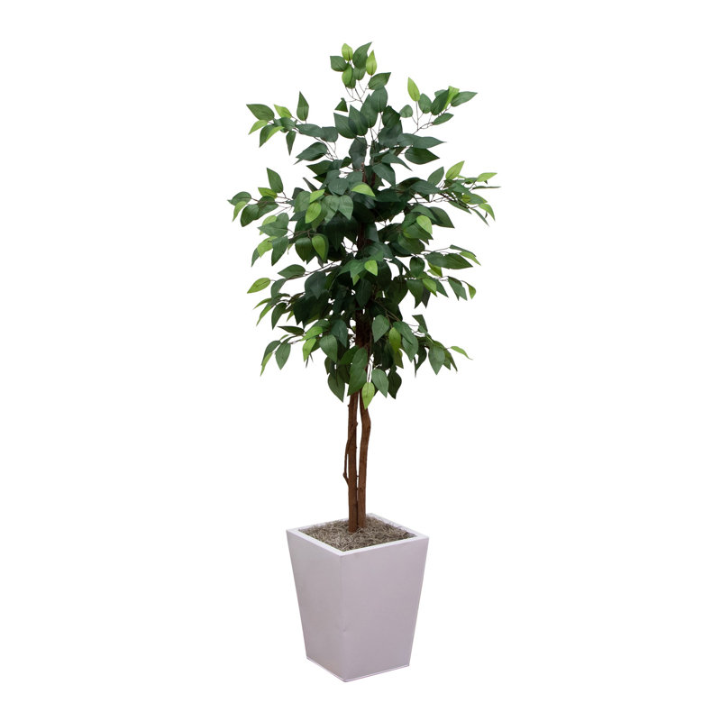 5Ft. Artificial Ficus Tree In White Metal Square Planter