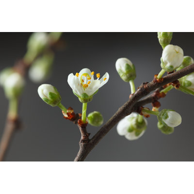 Spring Blooming - Wrapped Canvas Print