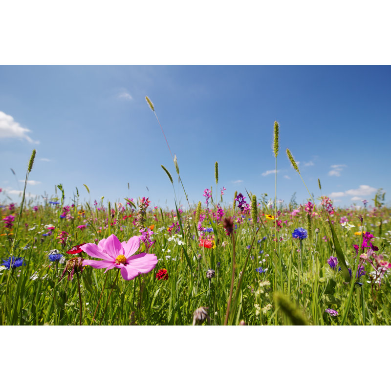 Summer Meadow by AntiMartina - Wrapped Canvas Print, 30cm H x 46cm W