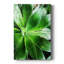 Green Tropical Succulent V - Photographie sur toile tendue-1329014534