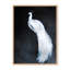 Nature Inspired Alabaster Majesty: White Peacock Against The Night-1691510550-1691510549-1691510539