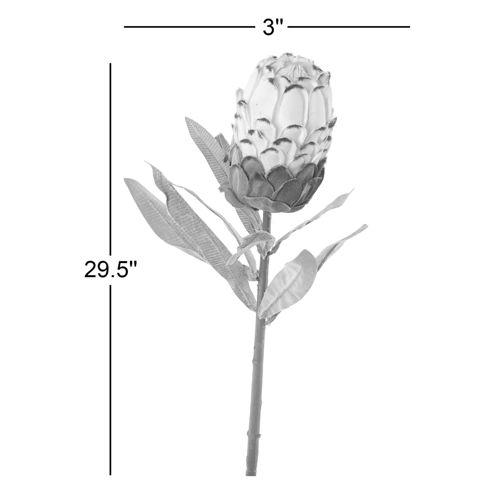 Protea Floral Stems