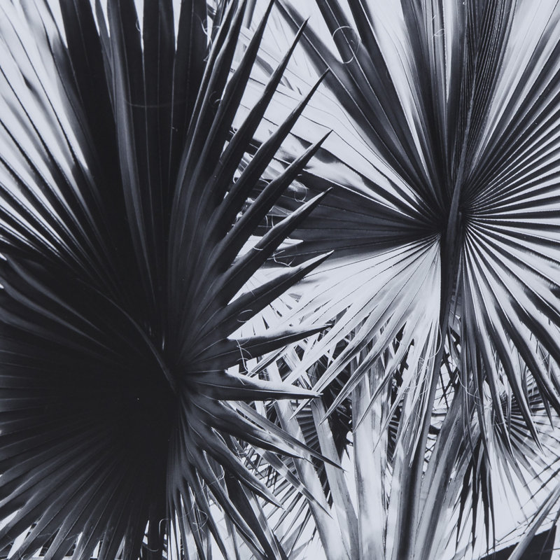 Black And White Palm Leaves A Print