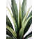 63.6'' Artificial Agave In A Square Beige Fiberstone Planter