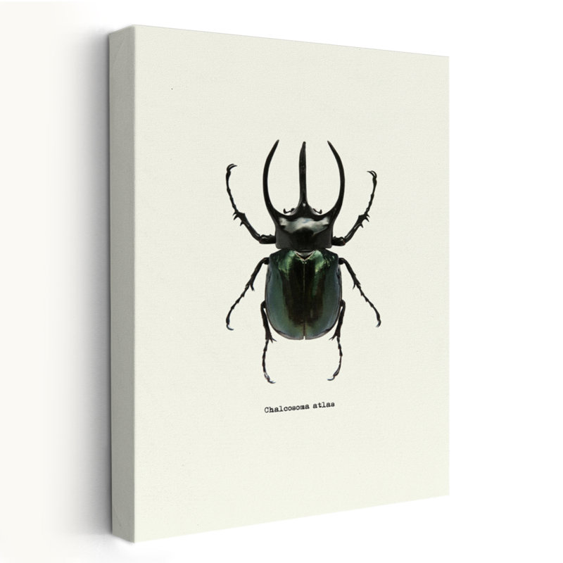 Coléoptère noir - art animaux et insectes, H 36 po x l 24 po