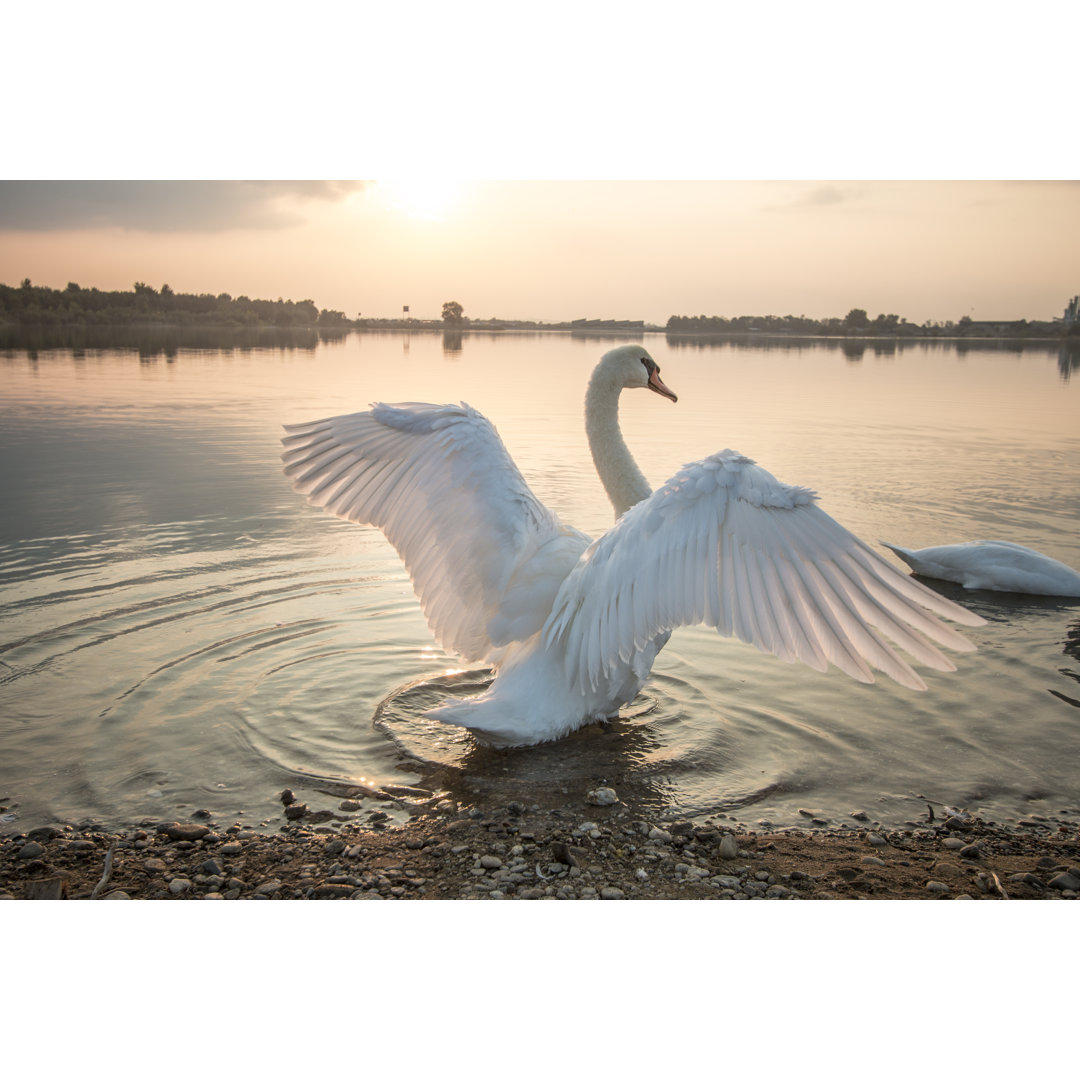 Schwan streckt sich am Strand von SandraKavas - Leinwanddrucke