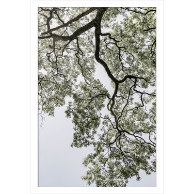 Coastal Forest by Shot by Clint Wood Framed Wall Art Print