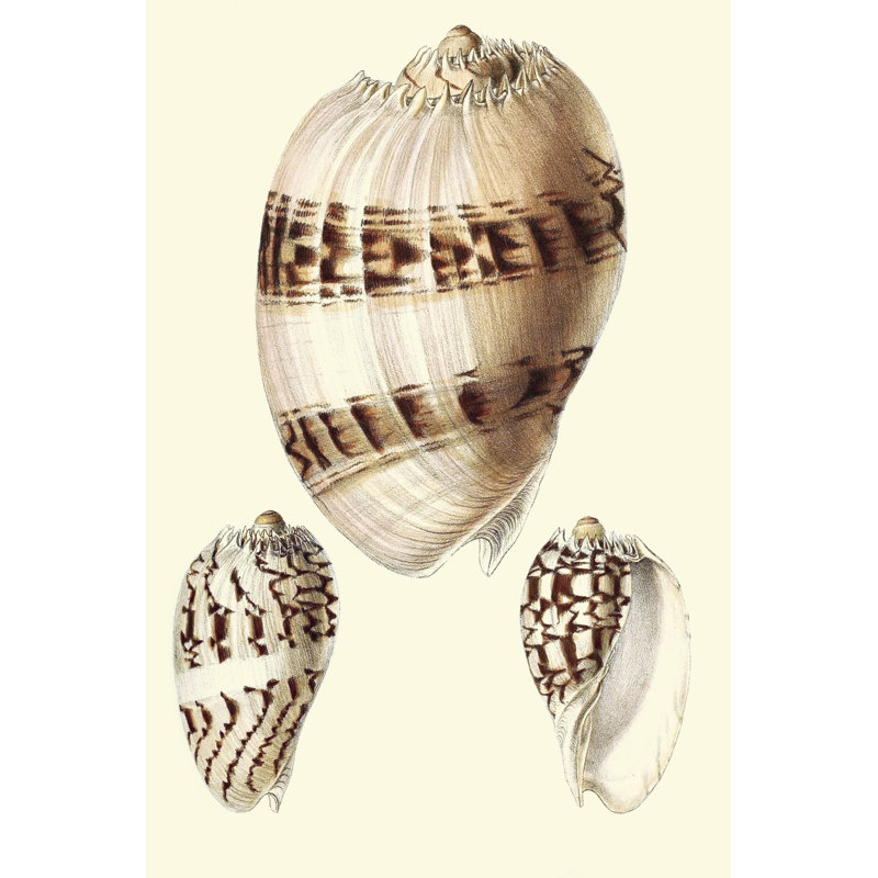 Splendid Shells V - Wrapped Canvas Art Prints, 30cm H x 20cm W x 3.8cm D