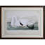 Swan I Print by Audubon