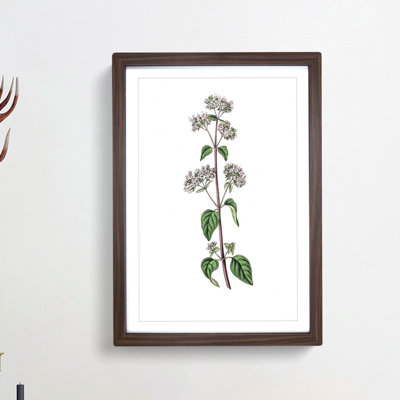 Oregano Flowers Illustration - Picture Frame Painting Print