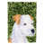 Terrier Jack Russell 1