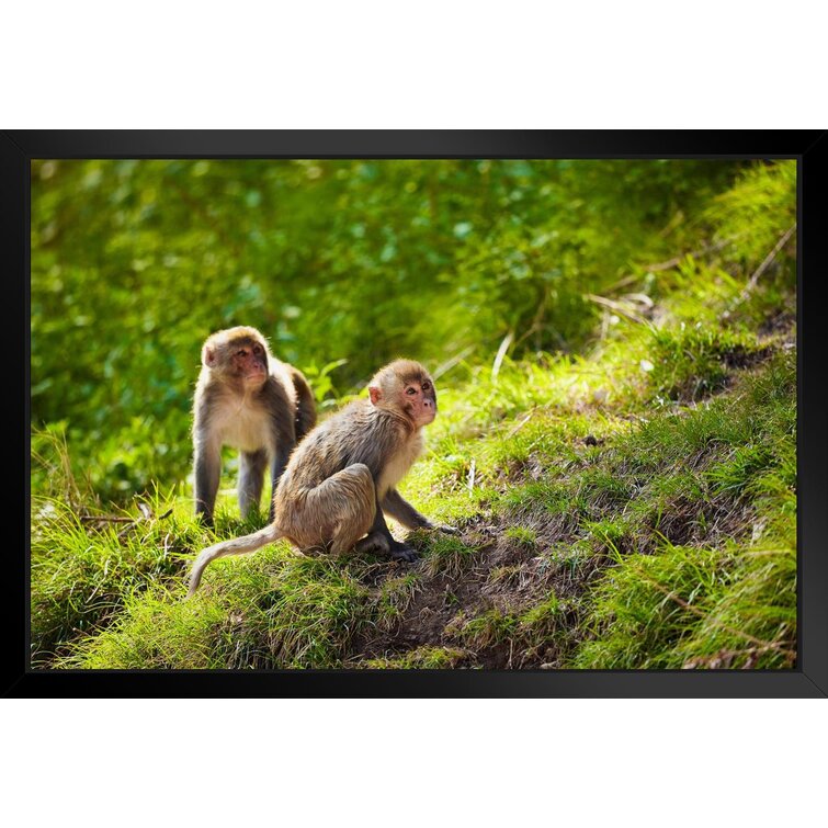 Rhesus Macaques Monkeys India Forest Primate Poster Monkey Decor Monkey Paintings for Wall Monkey Pictures for Bathroom Monkey Decor Nature Wildlife A