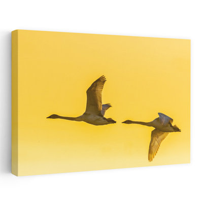 Two trumpeter swans in flight at sunrise Riverlands Migratory Bird Sanctuary West Alton Missouri USA 1 Piece Wrapped Canvas Wall Art