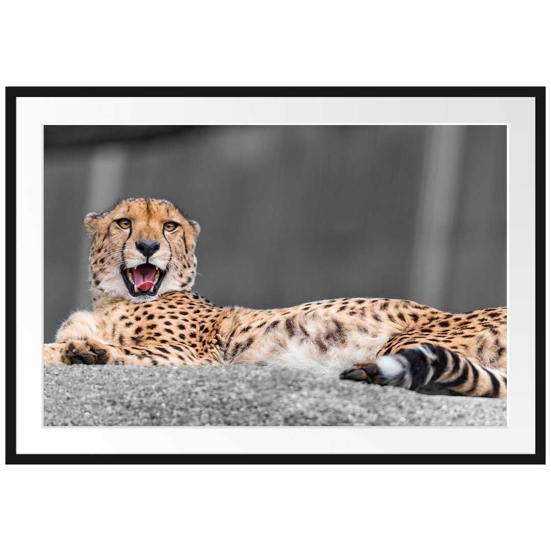 Gerahmtes Poster Sleeping, Beautiful Leopard