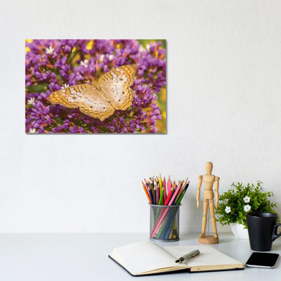 USA, Arizona, Desert Botanic Garden. White Peacock Butterfly. by Jaynes Gallery - Wrapped Canvas Gallery-Wrapped Canvas Giclée