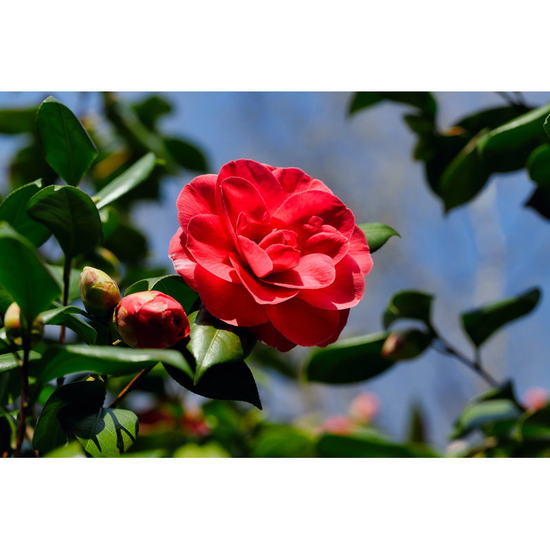 Wilczek Camellia Japonica Tree Branch - Wrapped Canvas Print, 30cm H x 46cm W x 3.8cm D