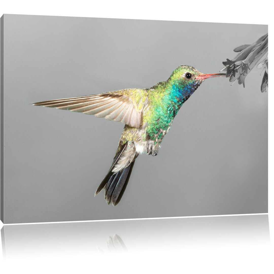 Leinwandbild Wunderschöner Kolibri