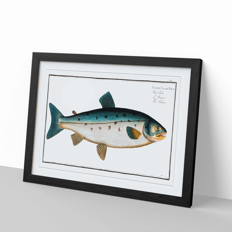 Salmon Fish by M.E. Bloch - Picture Frame Painting Print, Black, 50cm H x 76cm W x 2cm D