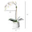 Arrangement floral orchidée en pot-70050656