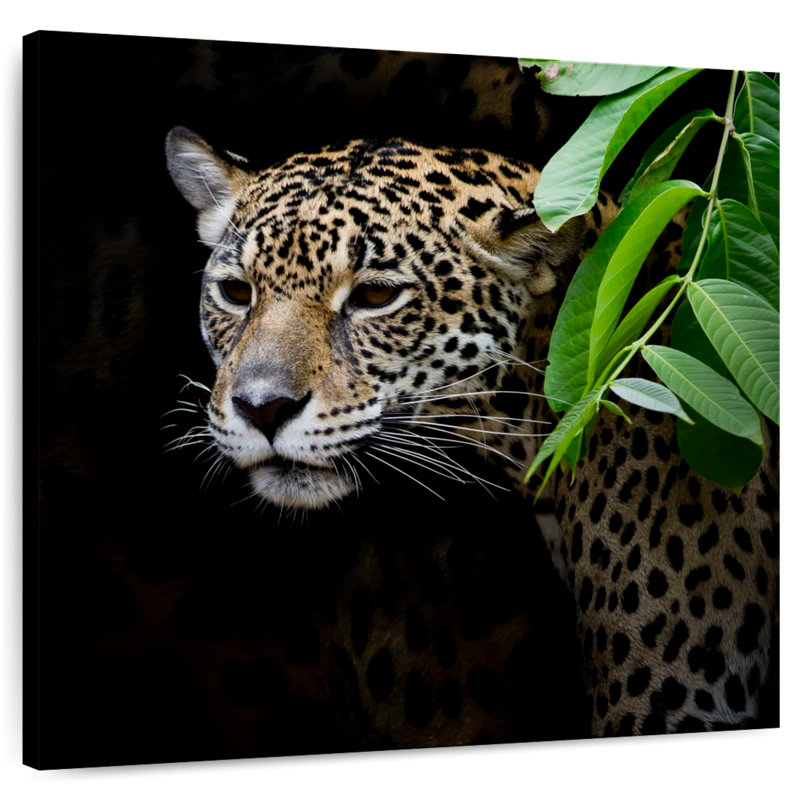 Brampt rôdant Jaguar, H 30 po x l 30 po