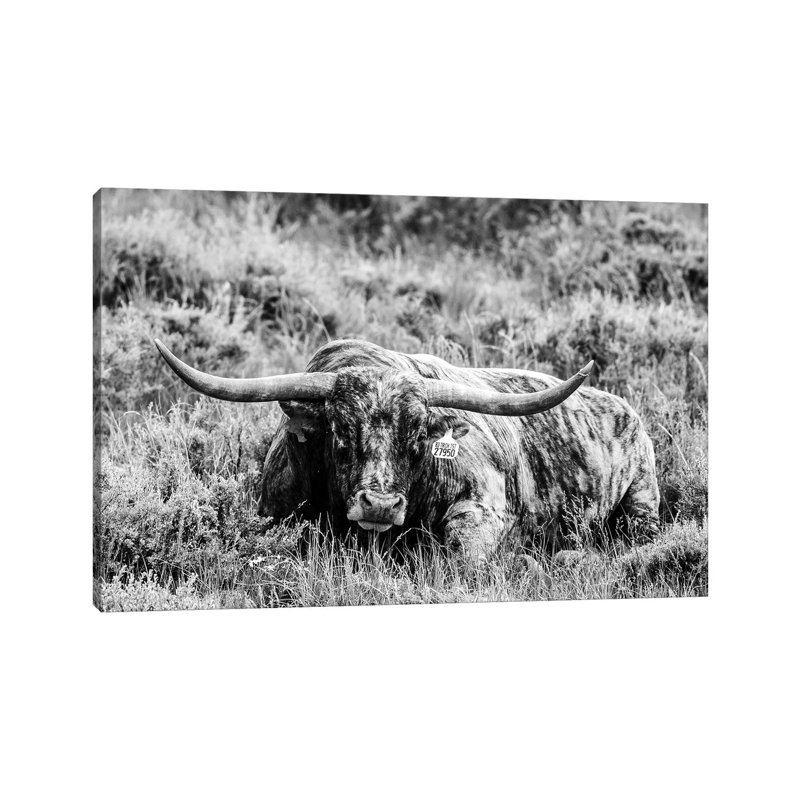 B&W Longhorn III by Tyler Stockton - Wrapped Canvas Print, 30.48 cm H x 45.72 cm W