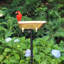 Bain d'oiseaux Brander-1041282362