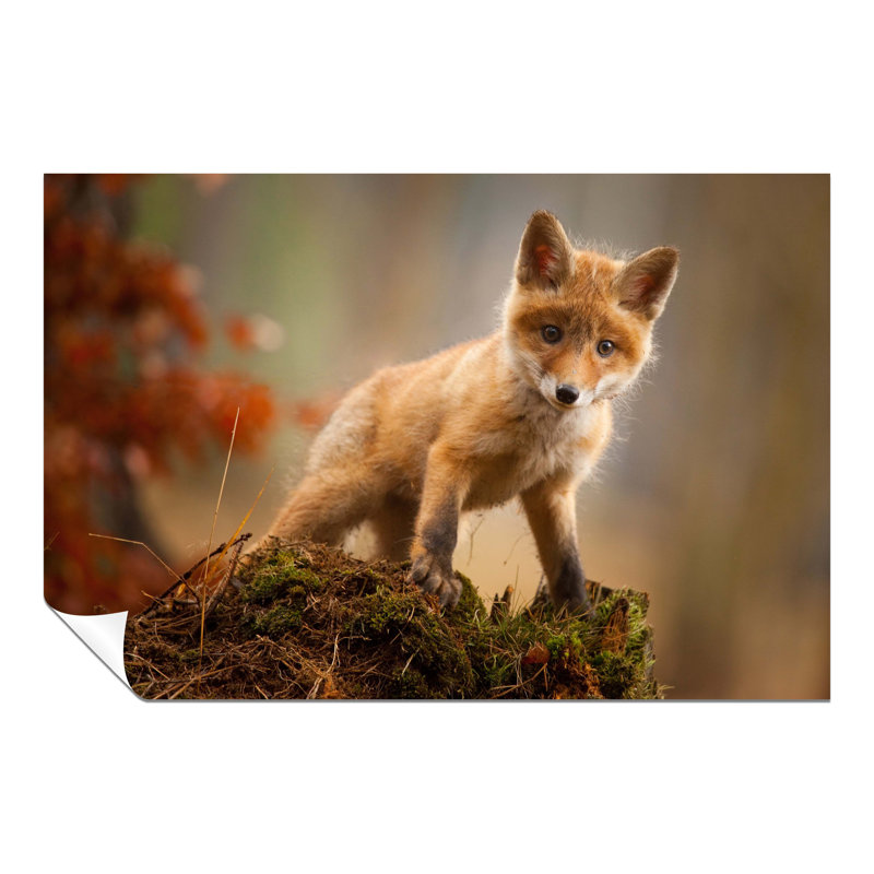 Curious Red Baby Fox - No Frame Print, 76cm H x 51cm W