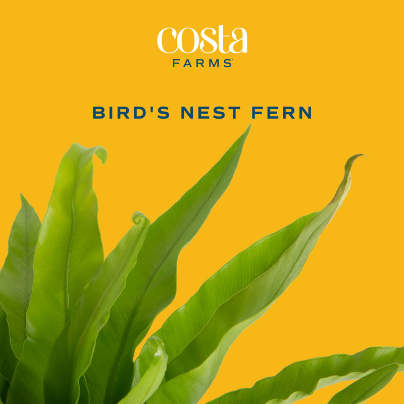 Bird''s Nest Fern in Nursery Pot