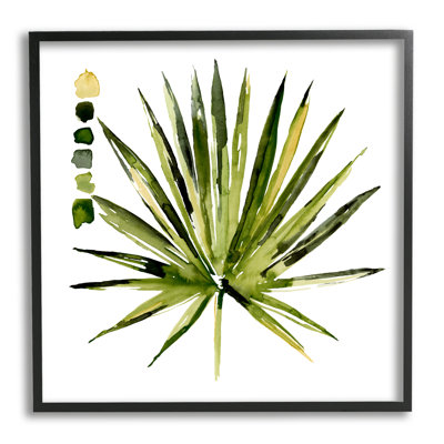 Plante grasse aloès