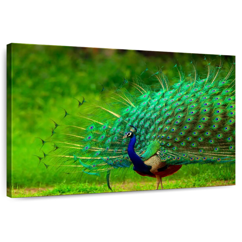 Blue Peacock Brilliant Plumage, 8" H x 12" W