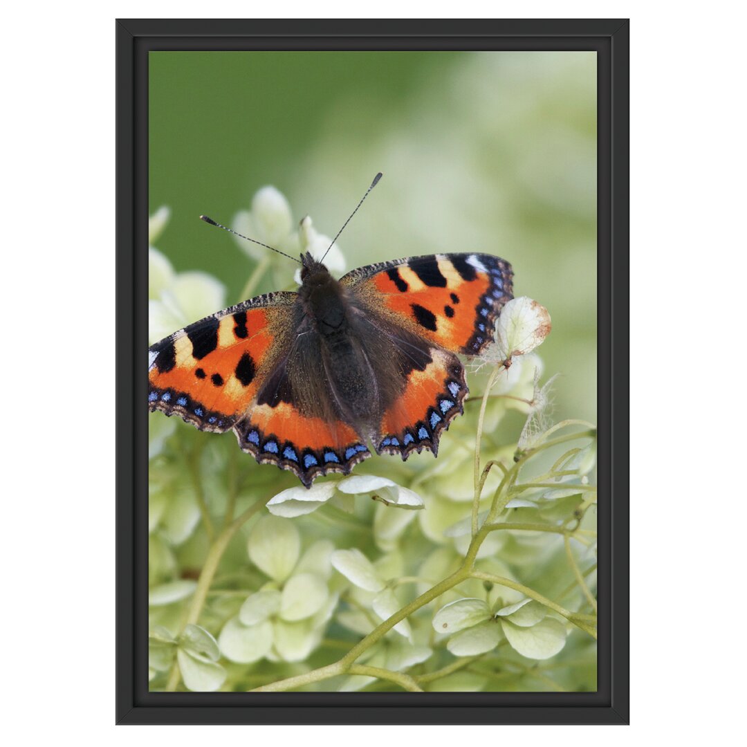 Gerahmtes Wandbild Schmetterling auf weißen Blüten