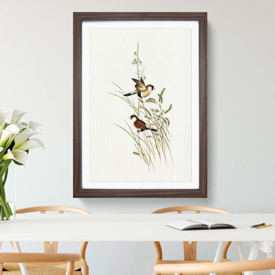 White-Eared Grass Finch Birds by Elizabeth Gould - Picture Frame Painting Print