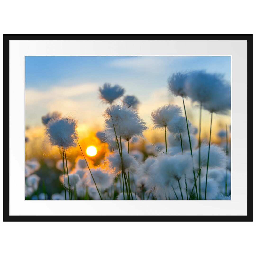 Gerahmtes Poster Baumwollblüten im Sonnenuntergang