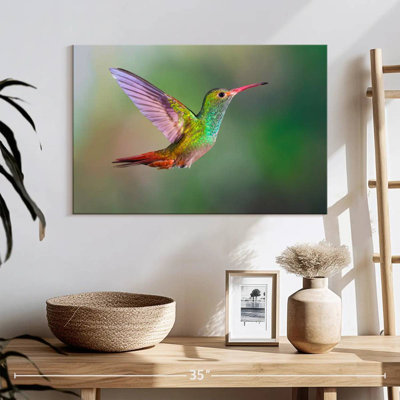Colibri iridescent
