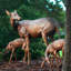 Deer Bronze Garden Statue