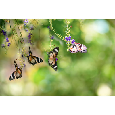 Townsell Butterfly - Wrapped Canvas Print
