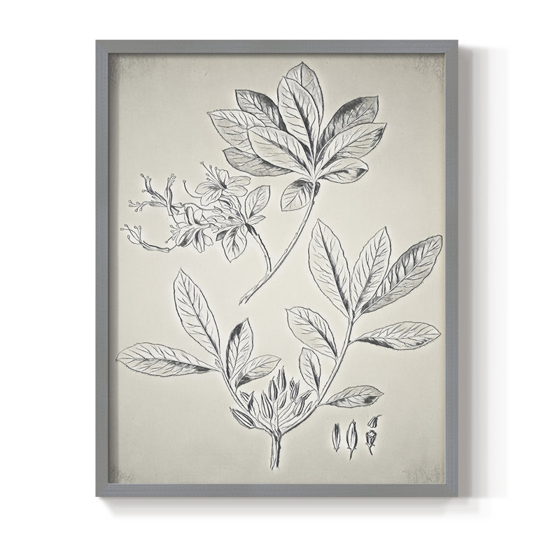 Impression florale vintage encadrée CCX III - bois massif, Gris, H 11 po x l 9 po