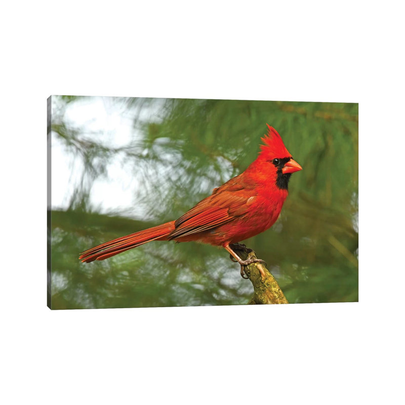Cardinal Looking Proud by Brian Wolf - Print on Canvas, Wrapped Canvas, 45.72cm H x 66.04cm W x 3.81cm D