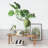 Lush Polyethylene Hanging Monstera Kokedama