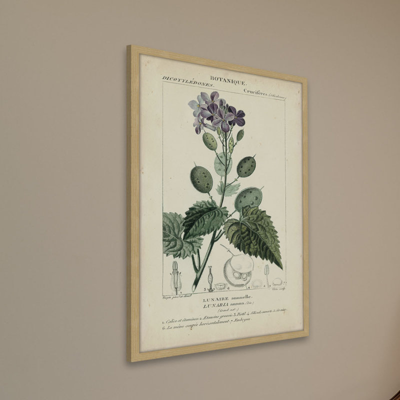 «Botanique Study in Lavender III», reproduction d'impression encadrée, H 18 po x l 12 po x P 1,5 po