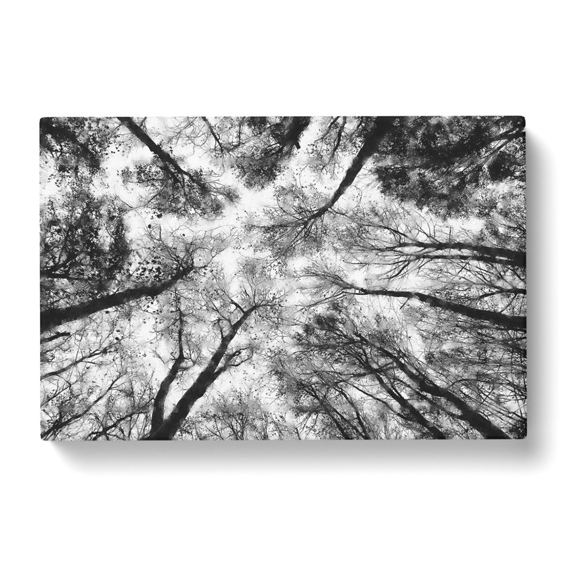 Vaulted Tree Branches - Wrapped Canvas Print, 60cm H x 91cm W x 3cm D