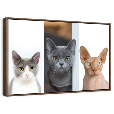 Staring Cats