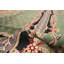 Tapis en laine beige 9 pi 1 po x 12 pi "one-of-kind" à la main-noué la 2010 Dammann