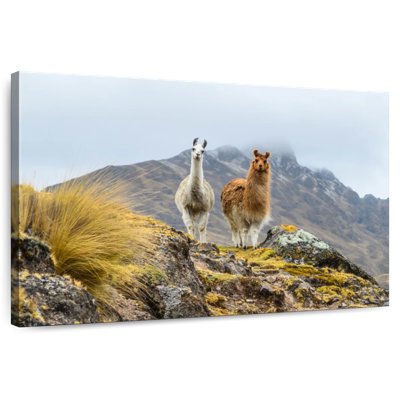 Lamas sur une crête