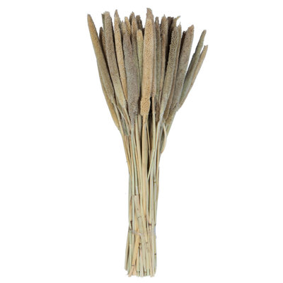 1'' Plant