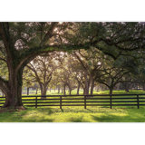 Oak Tree Branch With Farm Fence In The Rural Countryside