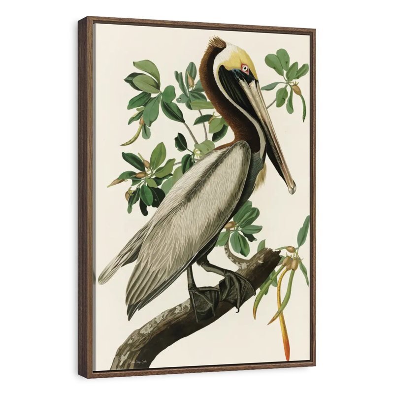 Pélican Audubon, 17 po x 25 po, Cadre flottant noyer