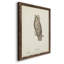 Scops- Eared Owl - Single Picture Frame Painting on Canvas-562439730-562439731