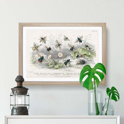 Assortment Of Bees by Oliver Goldsmith - Single Picture Frame Painting